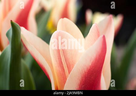 primo piano estremo della fioritura di un tulipano con petali di colore bianco e rosso panna Foto Stock