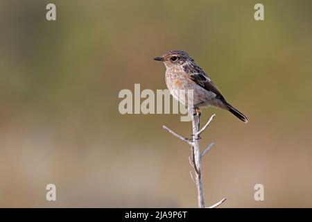 Stonechat europea Foto Stock