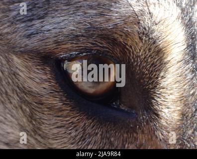 Primo piano estremo dell'occhio destro di un cane. Foto Stock