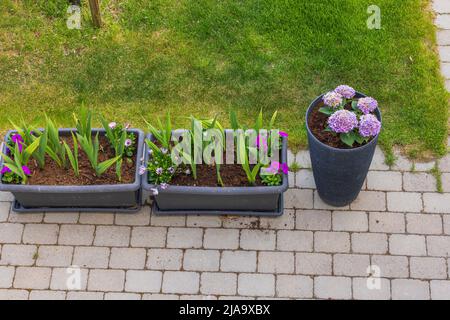 Bella vista del giardino con tre aiuole fiorite che germogliano gladioli, ortensie e altri fiori. Svezia. Foto Stock