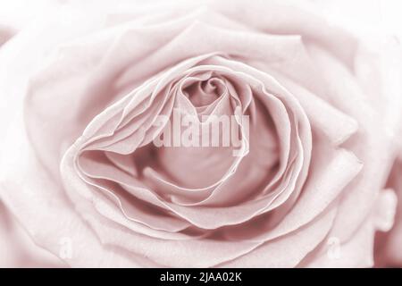 Primo piano di una rosa con un sottile tono di seppia Foto Stock