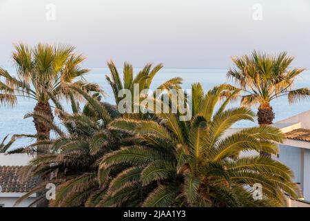 palme sulla spiaggia, mediterraneo sullo sfondo Foto Stock