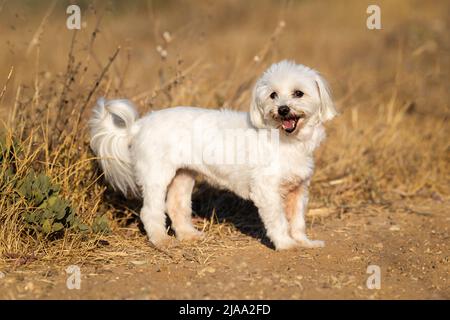 Un piccolo cane bianco su una passeggiata nel parco in estate Foto Stock