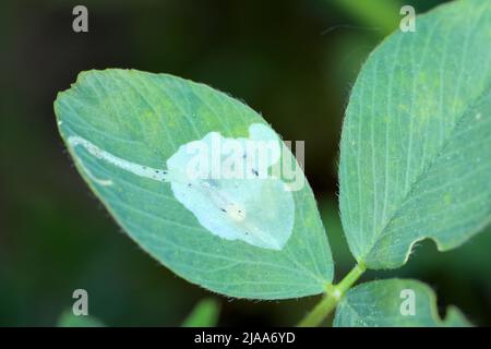 Mosca del minatore della foglia (Domomyza frontella), frena su una foglia di trifoglio di bur. Foto Stock