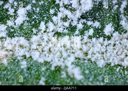 Infezione primaria di muffa polverulenta Podosphiera leucotricha su foglie di mela ad alto ingrandimento. Foto Stock