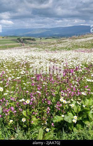 Kirkby Stephen, Cumbria, Regno Unito. 28th maggio 2022. Wildflower prato che si affaccia sulla Valle Eden in Cumbria. L'agricoltore ha riutilizzato un appezzamento di terra con fiori selvatici dopo che Network Rail ha fatto alcune riparazioni per la sistemazione alla ferrovia Carlisle, utilizzando i campi per access.noW fornendo il colore e un habitat vibrante per insetti e fauna selvatica. Credit: Wayne HUTCHINSON/Alamy Live News Foto Stock