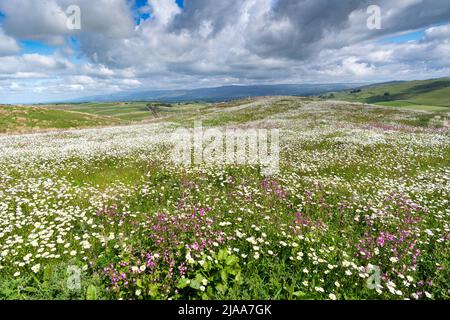 Kirkby Stephen, Cumbria, Regno Unito. 28th maggio 2022. Wildflower prato che si affaccia sulla Valle Eden in Cumbria. L'agricoltore ha riutilizzato un appezzamento di terra con fiori selvatici dopo che Network Rail ha fatto alcune riparazioni per la sistemazione alla ferrovia Carlisle, utilizzando i campi per access.noW fornendo il colore e un habitat vibrante per insetti e fauna selvatica. Credit: Wayne HUTCHINSON/Alamy Live News Foto Stock