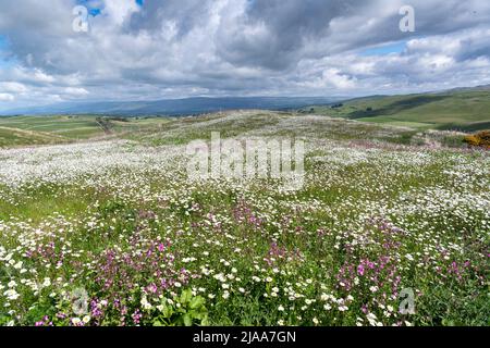 Kirkby Stephen, Cumbria, Regno Unito. 28th maggio 2022. Wildflower prato che si affaccia sulla Valle Eden in Cumbria. L'agricoltore ha riutilizzato un appezzamento di terra con fiori selvatici dopo che Network Rail ha fatto alcune riparazioni per la sistemazione alla ferrovia Carlisle, utilizzando i campi per access.noW fornendo il colore e un habitat vibrante per insetti e fauna selvatica. Credit: Wayne HUTCHINSON/Alamy Live News Foto Stock