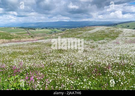 Kirkby Stephen, Cumbria, Regno Unito. 28th maggio 2022. Wildflower prato che si affaccia sulla Valle Eden in Cumbria. L'agricoltore ha riutilizzato un appezzamento di terra con fiori selvatici dopo che Network Rail ha fatto alcune riparazioni per la sistemazione alla ferrovia Carlisle, utilizzando i campi per access.noW fornendo il colore e un habitat vibrante per insetti e fauna selvatica. Credit: Wayne HUTCHINSON/Alamy Live News Foto Stock