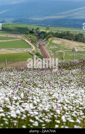 Kirkby Stephen, Cumbria, Regno Unito. 28th maggio 2022. Wildflower prato che si affaccia sulla Valle Eden in Cumbria. L'agricoltore ha riutilizzato un appezzamento di terra con fiori selvatici dopo che Network Rail ha fatto alcune riparazioni per la sistemazione alla ferrovia Carlisle, utilizzando i campi per access.noW fornendo il colore e un habitat vibrante per insetti e fauna selvatica. Credit: Wayne HUTCHINSON/Alamy Live News Foto Stock