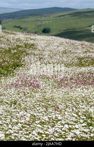 Kirkby Stephen, Cumbria, Regno Unito. 28th maggio 2022. Wildflower prato che si affaccia sulla Valle Eden in Cumbria. L'agricoltore ha riutilizzato un appezzamento di terra con fiori selvatici dopo che Network Rail ha fatto alcune riparazioni per la sistemazione alla ferrovia Carlisle, utilizzando i campi per access.noW fornendo il colore e un habitat vibrante per insetti e fauna selvatica. Credit: Wayne HUTCHINSON/Alamy Live News Foto Stock