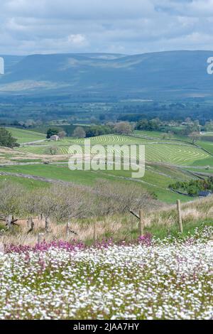 Kirkby Stephen, Cumbria, Regno Unito. 28th maggio 2022. Wildflower prato che si affaccia sulla Valle Eden in Cumbria. L'agricoltore ha riutilizzato un appezzamento di terra con fiori selvatici dopo che Network Rail ha fatto alcune riparazioni per la sistemazione alla ferrovia Carlisle, utilizzando i campi per access.noW fornendo il colore e un habitat vibrante per insetti e fauna selvatica. Credit: Wayne HUTCHINSON/Alamy Live News Foto Stock