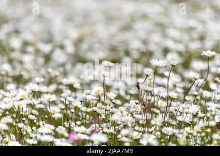 Kirkby Stephen, Cumbria, Regno Unito. 28th maggio 2022. Wildflower prato che si affaccia sulla Valle Eden in Cumbria. L'agricoltore ha riutilizzato un appezzamento di terra con fiori selvatici dopo che Network Rail ha fatto alcune riparazioni per la sistemazione alla ferrovia Carlisle, utilizzando i campi per access.noW fornendo il colore e un habitat vibrante per insetti e fauna selvatica. Credit: Wayne HUTCHINSON/Alamy Live News Foto Stock