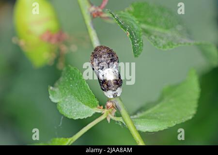 Hairstreak nero (Satyrium pruni, Fixsenia pruni), pupa. Foto Stock