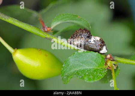 Hairstreak nero (Satyrium pruni, Fixsenia pruni), pupa. Foto Stock