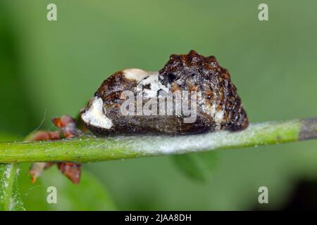 Hairstreak nero (Satyrium pruni, Fixsenia pruni), pupa. Foto Stock