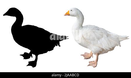 dotto, animale fattoria isolato su sfondo bianco con silhouette ombra canale alfa per il taglio Foto Stock