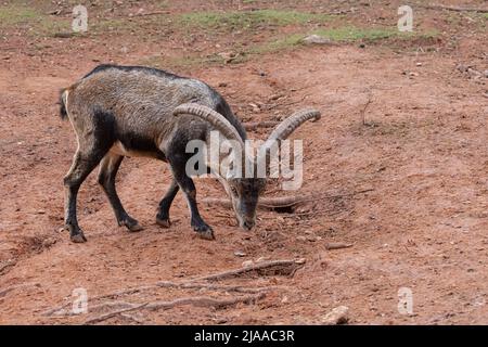 Ibex iberico (Capra pirenaica), noto anche come Cabra Hispanica, Cabra Montes, stambecco spagnolo, capra selvatica spagnola, o capra selvaggia iberica. Fotografato Foto Stock