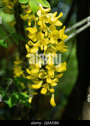 Un primo piano dei fiori giallini appesi del popolare ma velenoso Laburnum o Golden Rain Tree Foto Stock