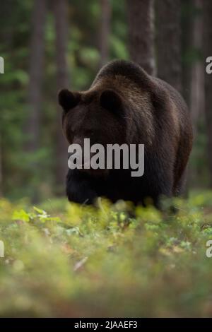 European Brown Bear / Braunbaer ( Ursus arctos ), adulto forte e potente, camminando attraverso il sottobosco di una foresta boreale, alla ricerca di cibo, e Foto Stock