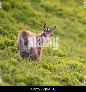 Il camoscio / Gaemse ( Rupicapra rupicapra ), carino fulvo, giovani, in piedi nel fresco verde vegetazione alpina, guardando indietro sopra la sua spalla, l'Europa. Foto Stock