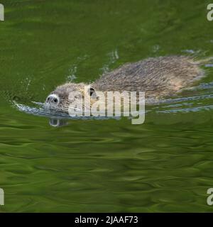 Coypu / River Rat / Nutria ( Myocastor coypus ) nuota in fretta attraverso il bel color verde acqua, specie invasive, la fauna selvatica, Europa Foto Stock