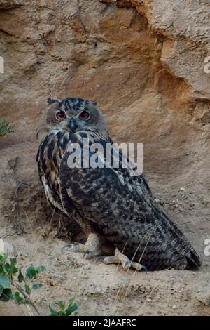 Gufo reale / Europaeischer Uhu ( Bubo bubo ), arroccato in pendenza di una buca di sabbia, guardando direttamente, al tramonto, Nightfall, in tarda serata, wildlif Foto Stock