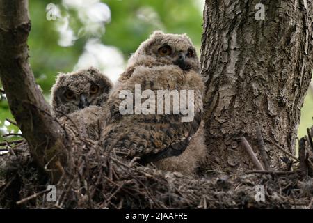 Gufo reale / Europaeische Uhus ( Bubo bubo ) prole, pulcini, owlets, giovani gufi Appollaiati in nido in alto in un albero, la fauna selvatica, l'Europa. Foto Stock