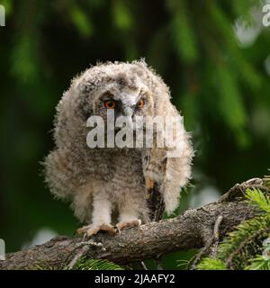 Owl dalle orecchie lunghe / Waldohreule ( Asio otus ), pulcino giovane, appena fatto, arroccato in un albero, guarda attento, guardando, peeking attenzionalmente, serio, jolly Foto Stock