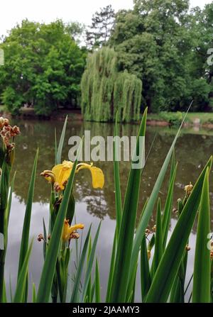 Leipziger Innenstadt und Westvorstadt, Palmengartenwehr und Clara-Zetkin-Park. Foto Stock