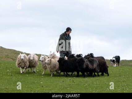 Un uomo che forma un cane da pastore di Collie, vicino a Kinlochbervie, Scozia. Foto Stock