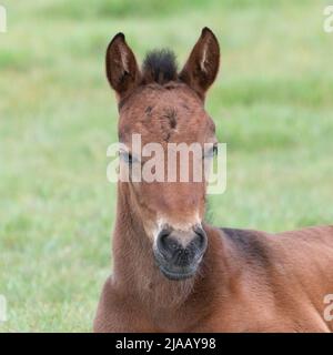 New Forest Foal, vicino Brockenhurst Hampshire Foto Stock
