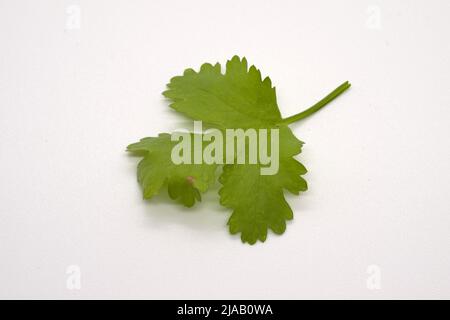 Erbe da cucina: Coriandolo, Coriandrum sativum, foglia singola, isolato su sfondo bianco Foto Stock