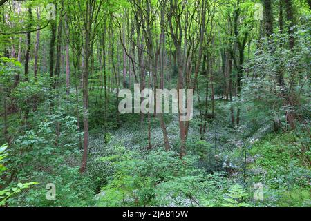 Scena boschiva primaverile con un tappeto di Wild Galic vicino a Durham, County Durham, Inghilterra, Regno Unito. Foto Stock