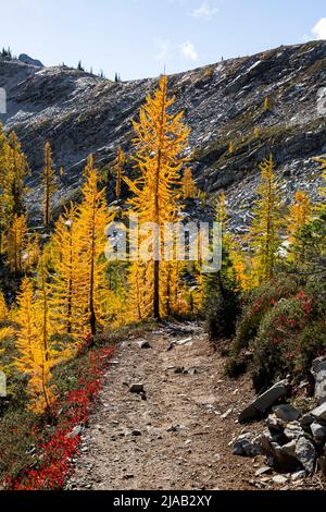 WA21618-00...WASHINGTON - larice alpino e mirtillo che creano una brillante esposizione autunnale lungo il percorso Maple Pass nell'Okanogan - Wenatchee Nati Foto Stock