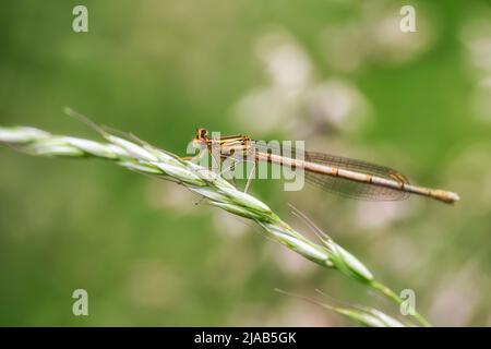 Dragonfly attesa su rami secchi e spazio copia .Dragonfly nella natura. Dragonfly nella natura habitat. Natura bella scena con dragonfly outdoor Foto Stock