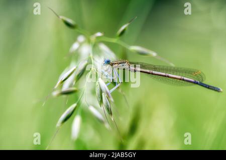 Dragonfly attesa su rami secchi e spazio copia .Dragonfly nella natura. Dragonfly nella natura habitat. Natura bella scena con dragonfly outdoor Foto Stock