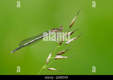 Dragonfly attesa su rami secchi e spazio copia .Dragonfly nella natura. Dragonfly nella natura habitat. Natura bella scena con dragonfly outdoor Foto Stock