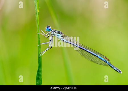 Dragonfly attesa su rami secchi e spazio copia .Dragonfly nella natura. Dragonfly nella natura habitat. Natura bella scena con dragonfly outdoor Foto Stock