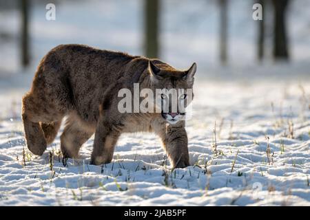 Un cucciolo di lynx cammina allerta attraverso un prato. Foto Stock