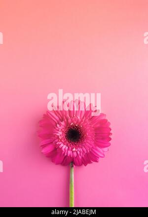 Gerbera di fiori rosa su sfondo rosa e arancione. Concetto minimo. Colori pastello. Idea della molla di disposizione piatta. Spazio di copia. San Valentino o 8 marzo idea. Foto Stock