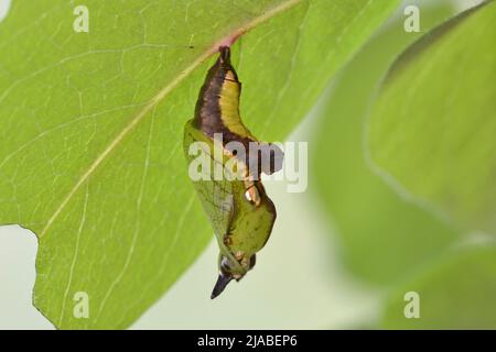 White Admiral Butterfly Pupa (Chrysalid), Ryton Woods, Warwickshire, Regno Unito. Imita una foglia di nido d'ape rivellata carica di rugiada, verde, marrone e argento. Foto Stock