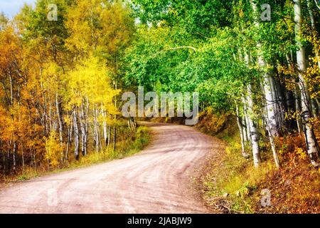 Ohio Pass Road si snoda attraverso una delle foreste di aspen più grandi del mondo in Colorado. Foto Stock