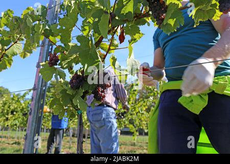 Vendemmia: Vendemmia a mano di uve Pinot Nero e Pinot Grigio Foto Stock