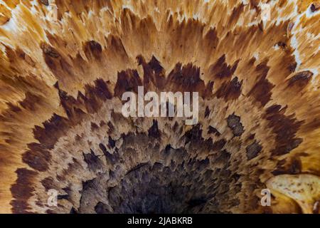 La schiena di Pheasant, Cerioporus squamosus, un fungo su un ceppo caduto in Trillium Ravine Preserve, un Michigan Nature Association Preserve, USA Foto Stock