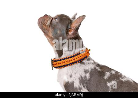 Vista laterale del cane Bulldog francese merle con naso lungo e sano che indossa collare di parabordo su sfondo bianco Foto Stock