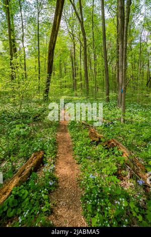 Percorre la riserva di Trillium Ravine, una riserva naturale della Michigan Nature Association, USA Foto Stock