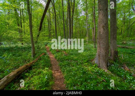 Percorre la riserva di Trillium Ravine, una riserva naturale della Michigan Nature Association, USA Foto Stock