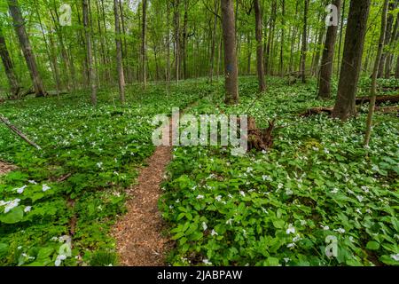 Percorre la riserva di Trillium Ravine, una riserva naturale della Michigan Nature Association, USA Foto Stock