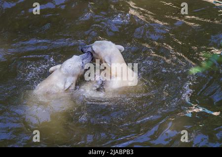 Due orsi polari - Ursus maritimus stanno giocando in acqua Foto Stock